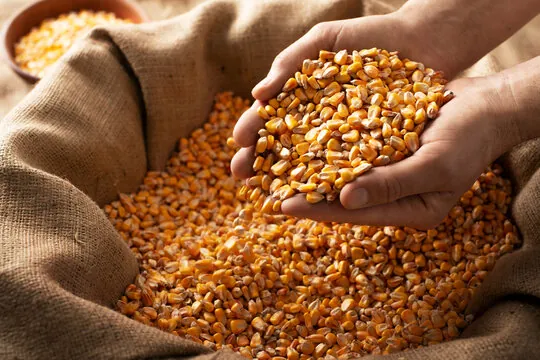 Wholesale Maize Supply