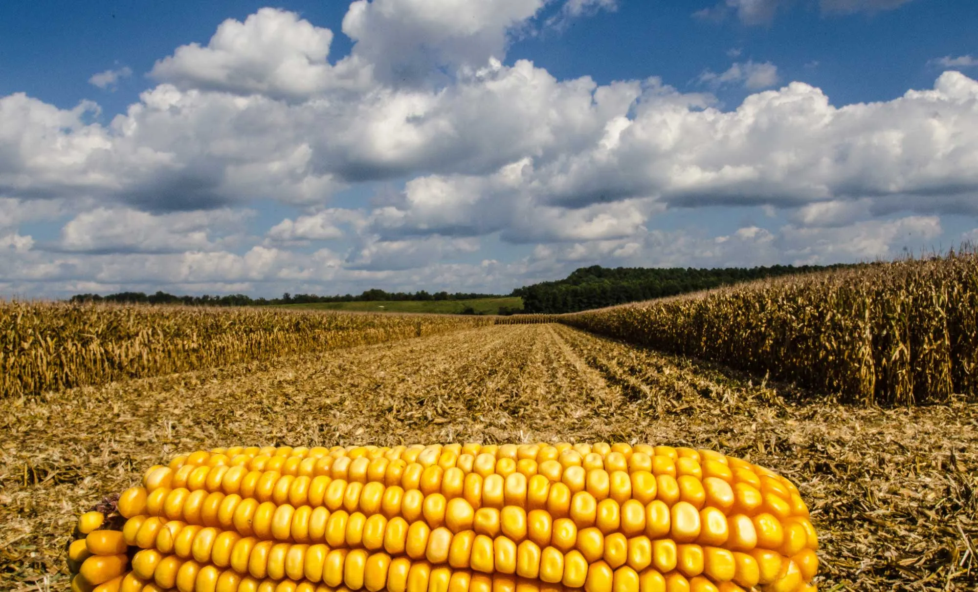 International Maize Export