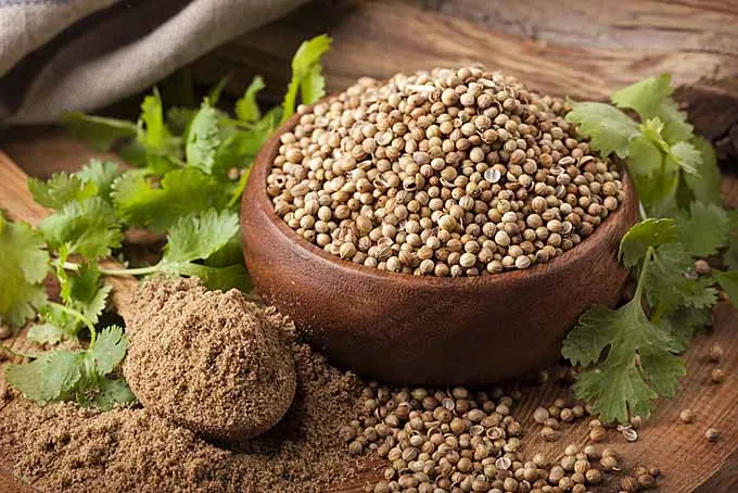 Wholesale Coriander Supplier