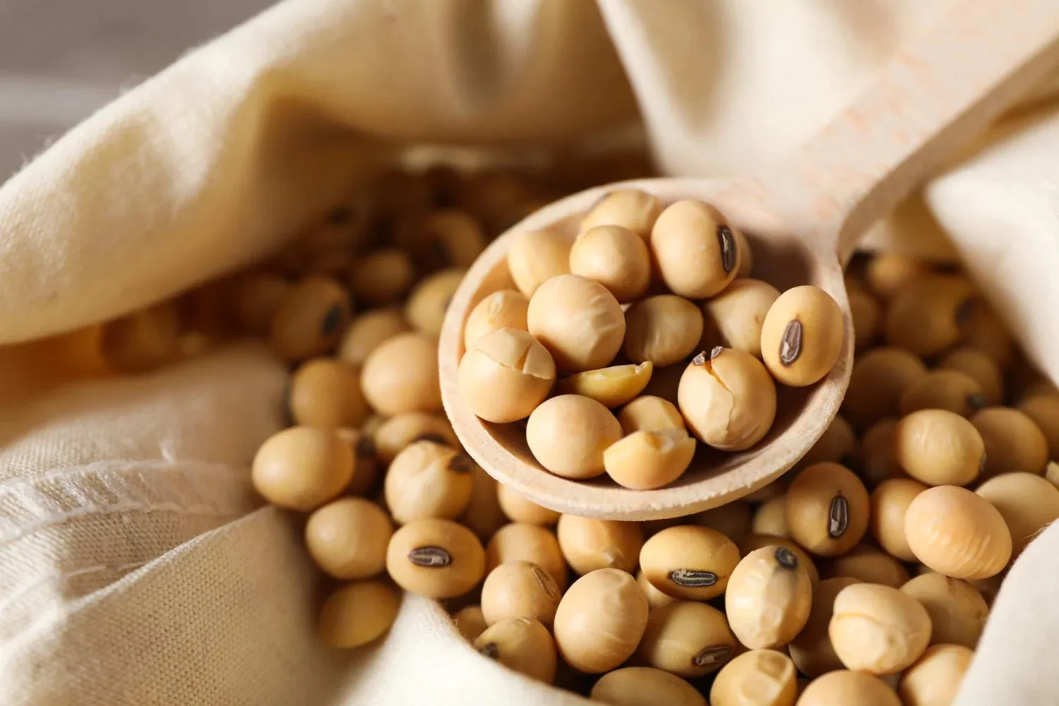 Soya Beans - Global Agro Wholesale