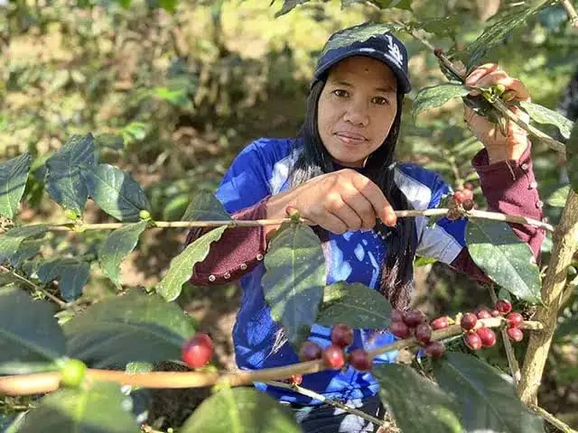 Arabica Coffee Beans Exporter Philippines