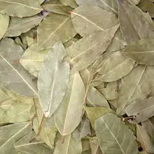 Wholesale Bay Leaf Supplier Export Quality Bay Leaf