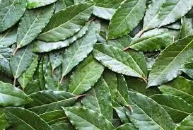 Wholesale Bay Leaf Export