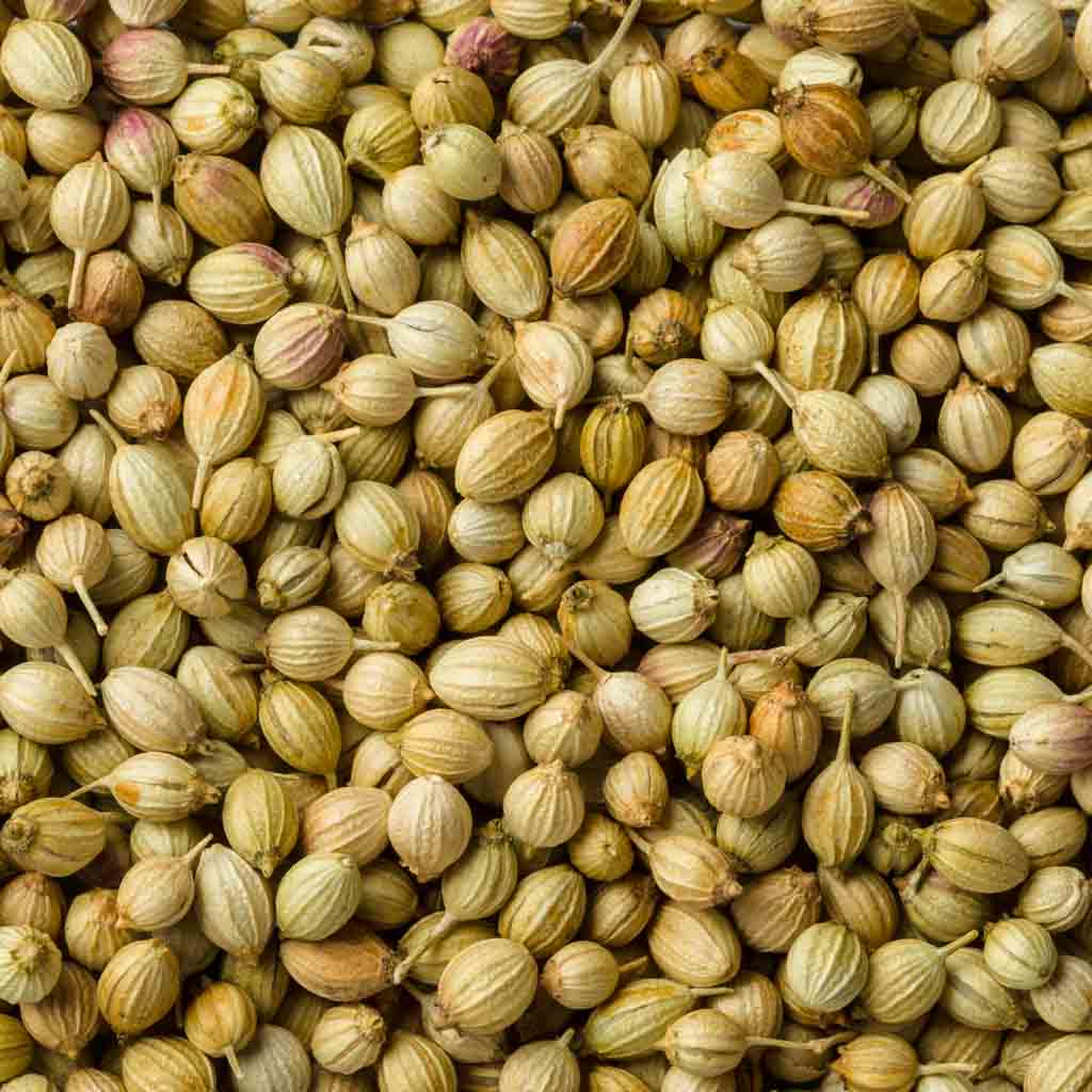 Bulk Coriander Supply