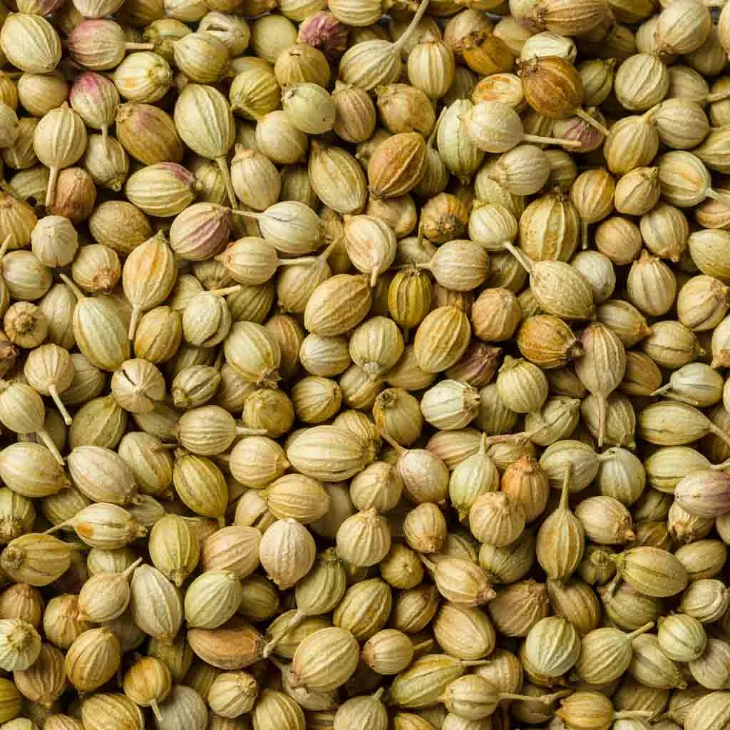 Bulk Coriander Supply