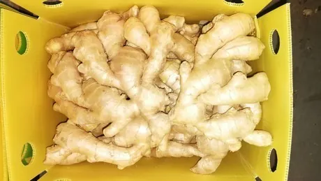 Wholesale Ginger Export