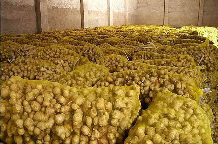 Premium Ginger Supplier