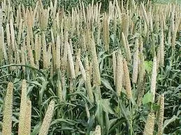 Bulk Millet Supply