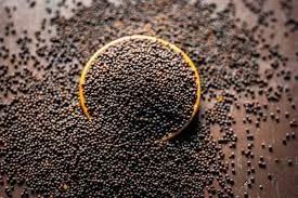 Wholesale Mustard Seed Export
