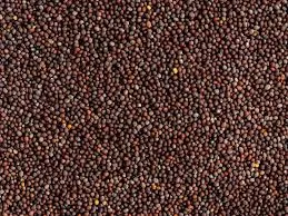 Bulk Mustard Seed Supply