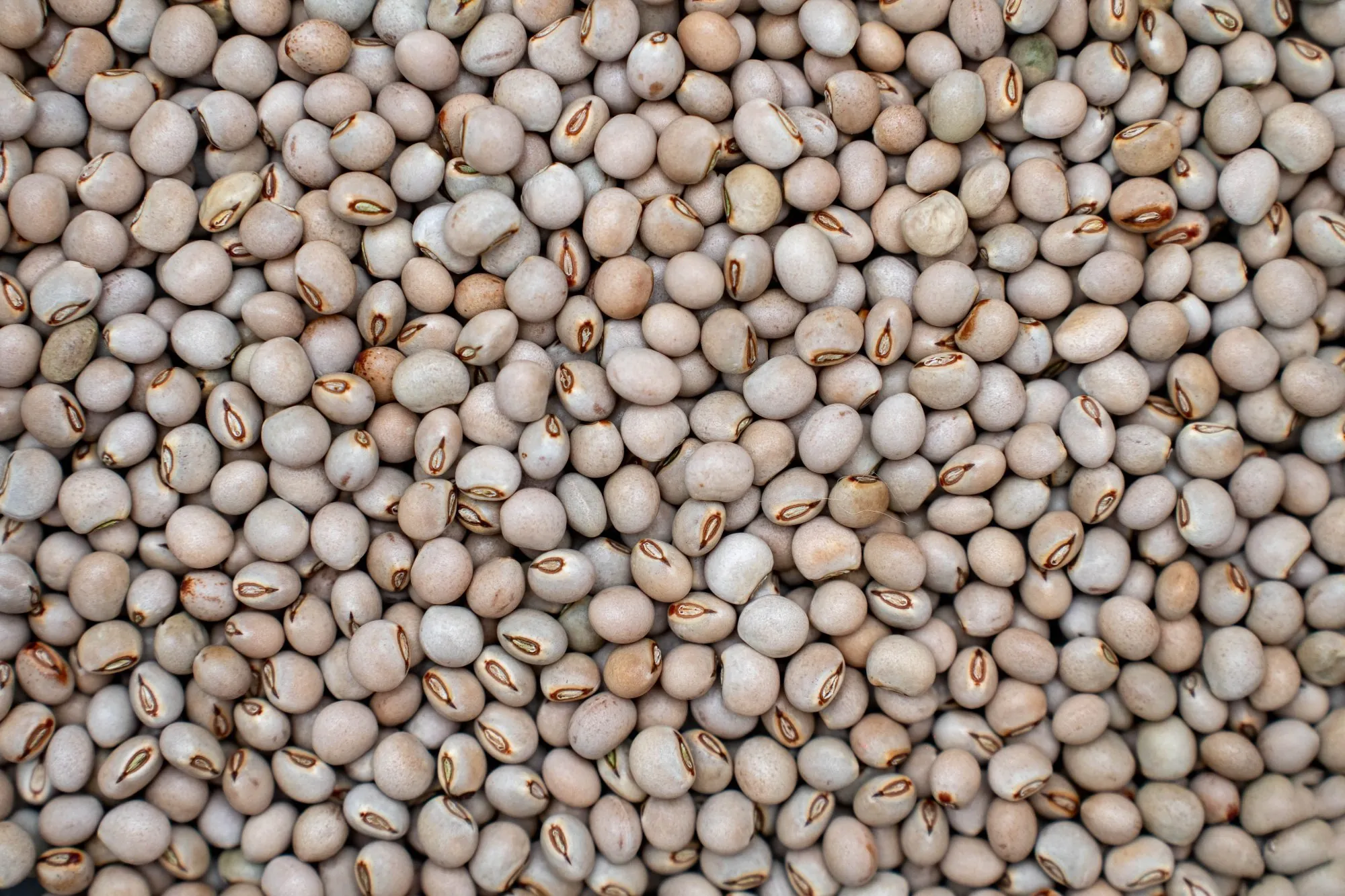 Bulk Pigeon Pea Supply