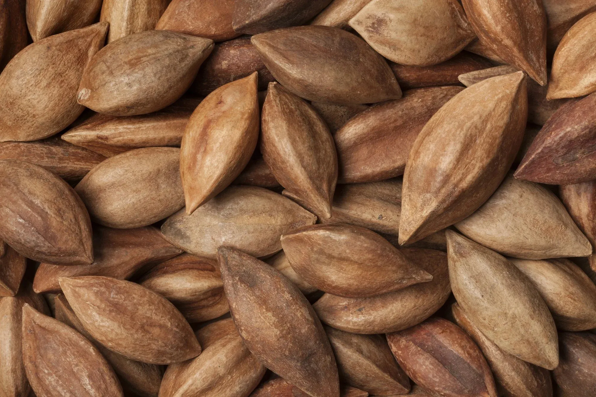 Export Quality Pili Nuts