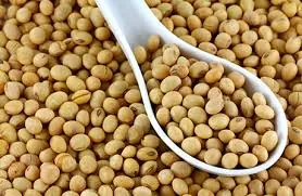 Wholesale Soybean Export