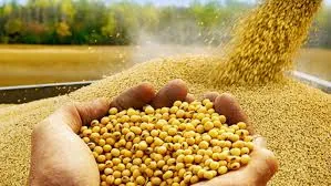 Wholesale Soybean Meal Export