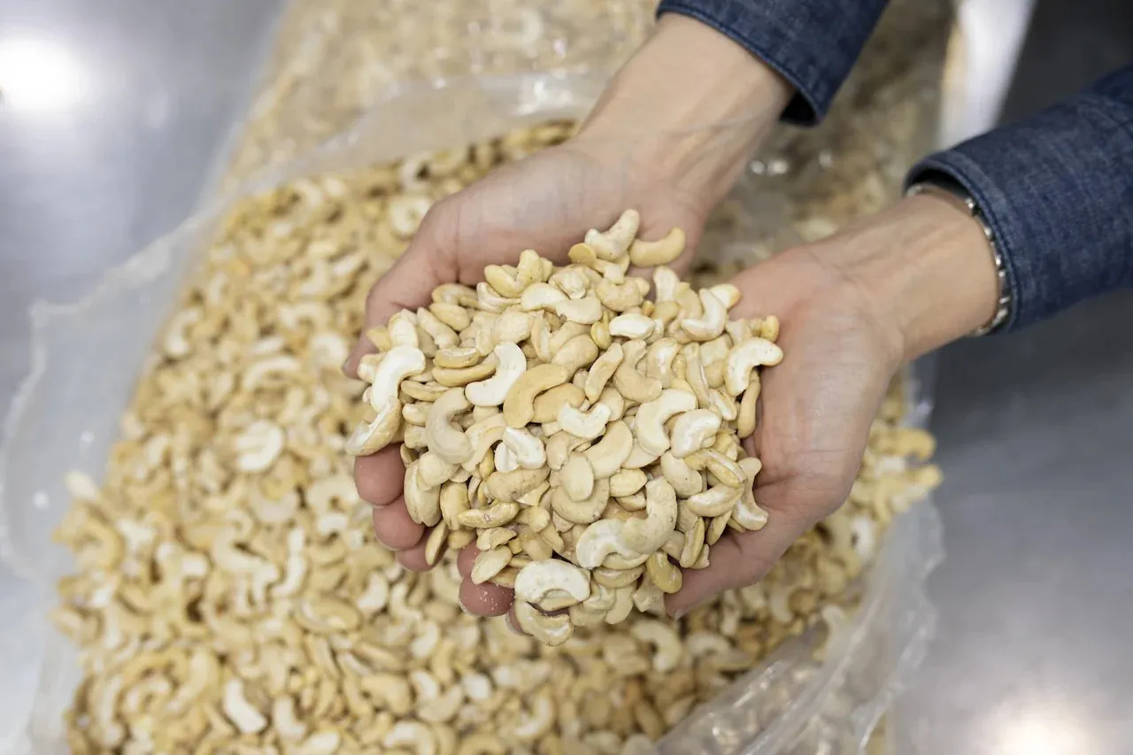 Wholesale Cashew Nuts Supplier Export Quality Cashew Nuts