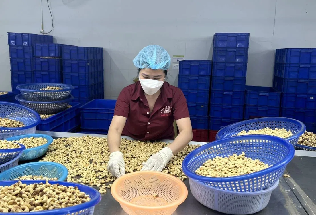 Bulk Cashew Nuts Exporter from Philippines 