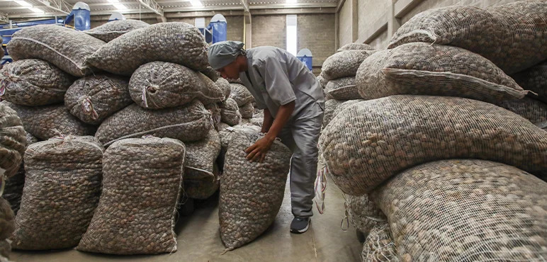 Cashew Warehouse