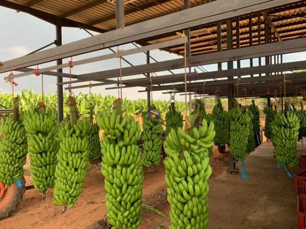 Buy Cavendish Banana China