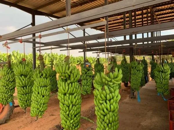 Buy Cavendish Banana China