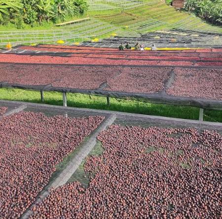 Coffee Processing Kenya