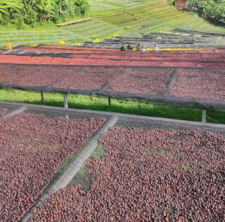 Coffee Processing Kenya