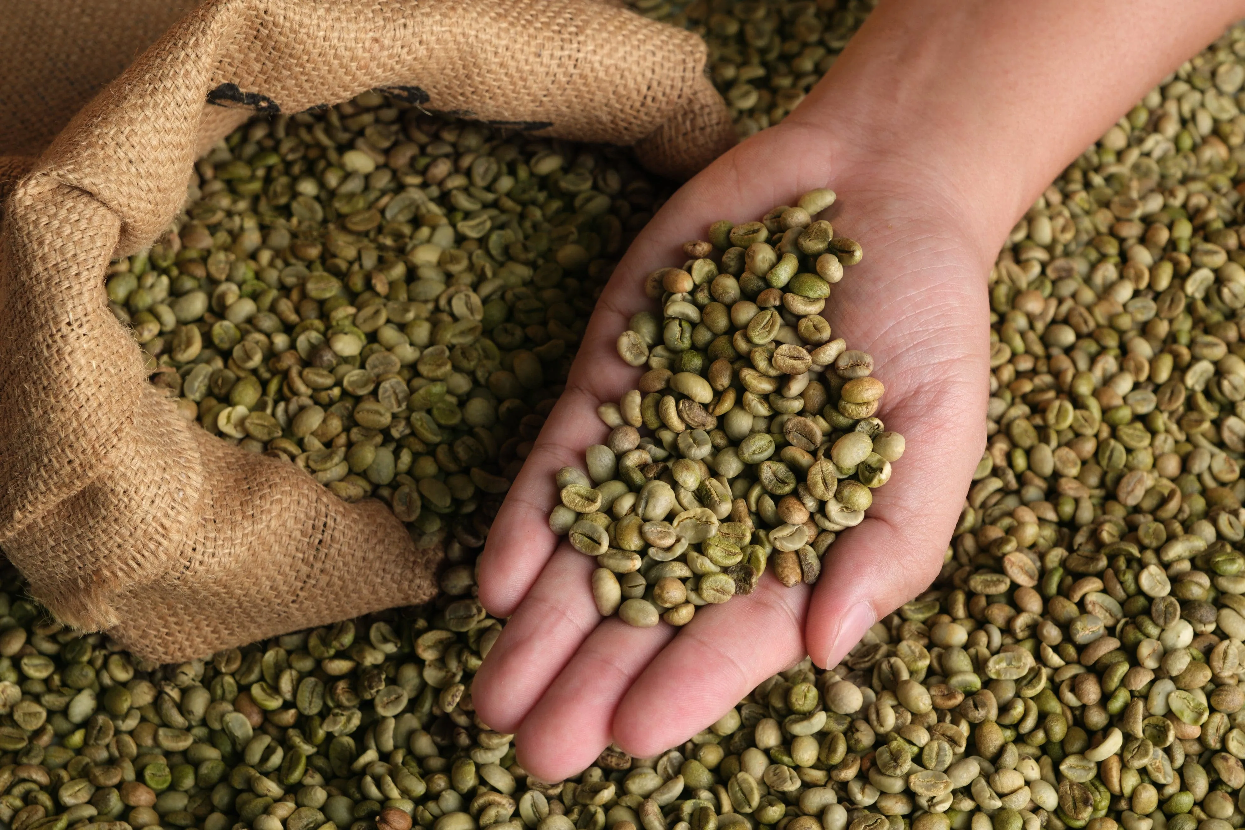 Green Robusta Coffee