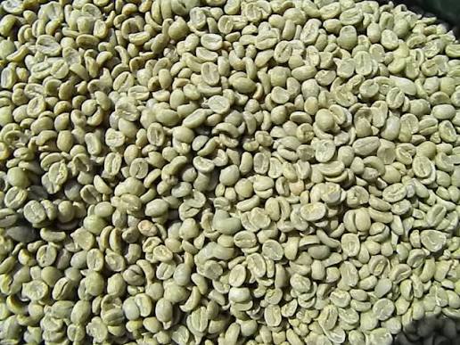 Green Robusta Coffee