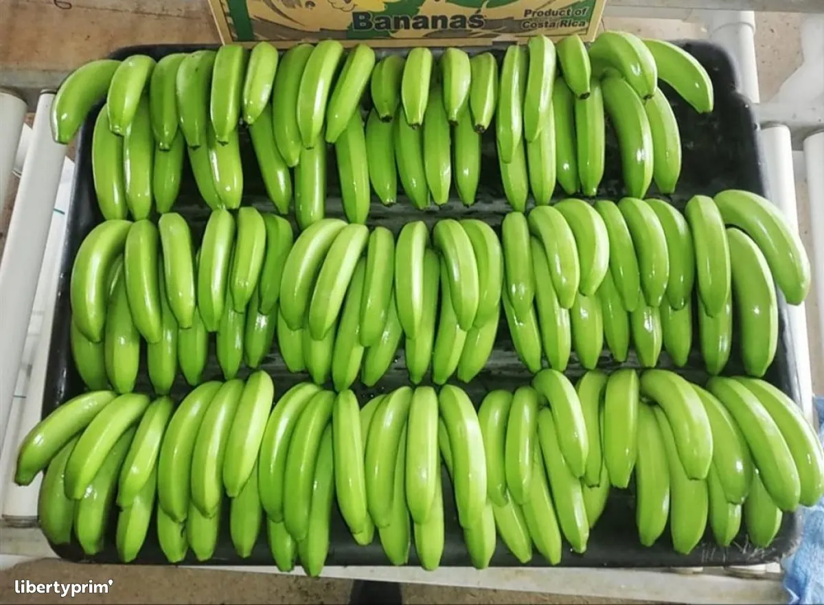 Buy Cavendish Banana Japan