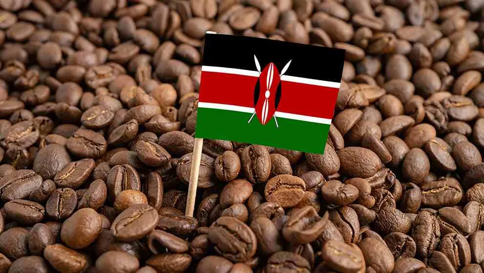 Wholesale Kenya Arabica Coffee Supplier Export Quality Kenya Arabica Coffee