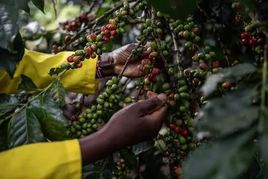 Kenya Arabica Coffee Farm
