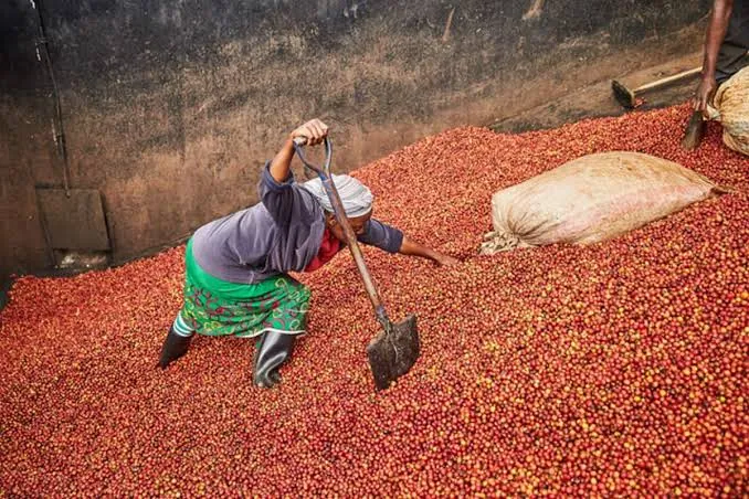 Kenya Coffee Harvesting