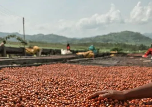 Kenya Coffee Processing