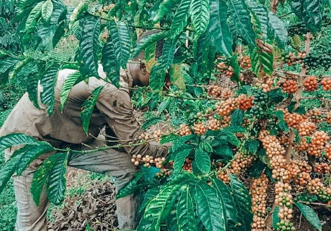 Coffee Farm Kenya
