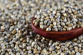 Millet / Bajra - Global Agro Wholesale