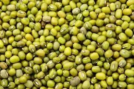 Wholesale Moong Beans Supplier
