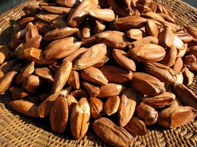 Wholesale Pili Nuts Supplier Export Quality Pili Nuts