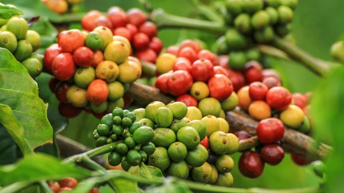 Robusta Coffee Beans