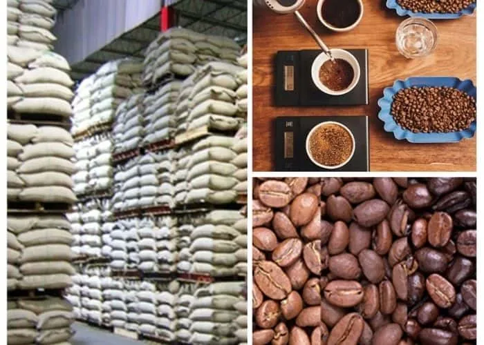 Wholesale Robusta Coffee Supplier Export Quality Robusta Coffee
