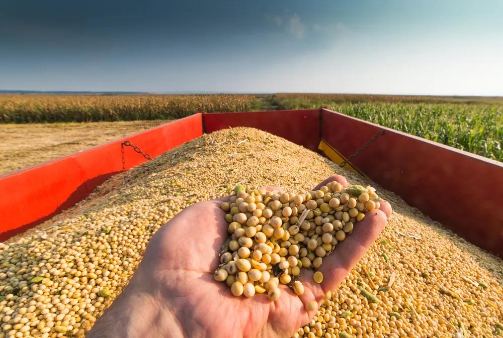 Soybeans