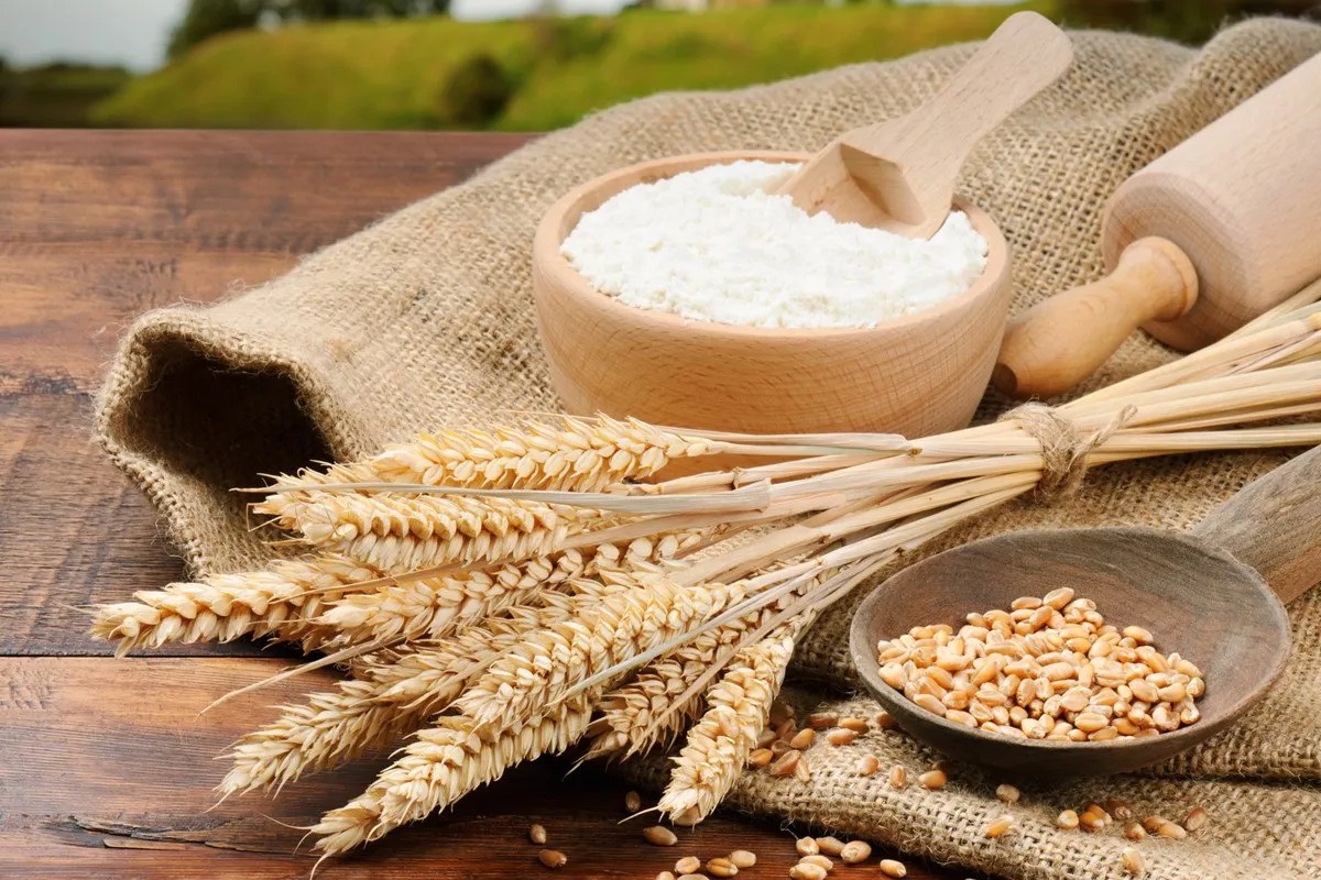 Wholesale wheat Supplier Export Quality wheat