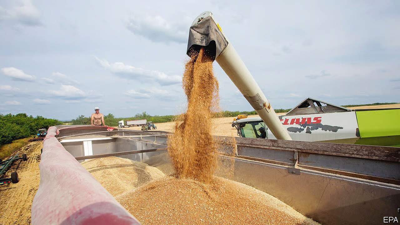 Wheat Export Container