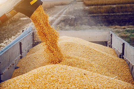 Wholesale Wheat