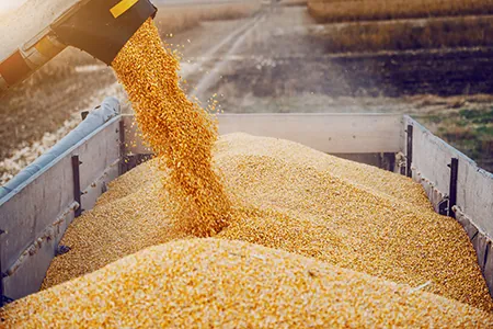 Wholesale Wheat